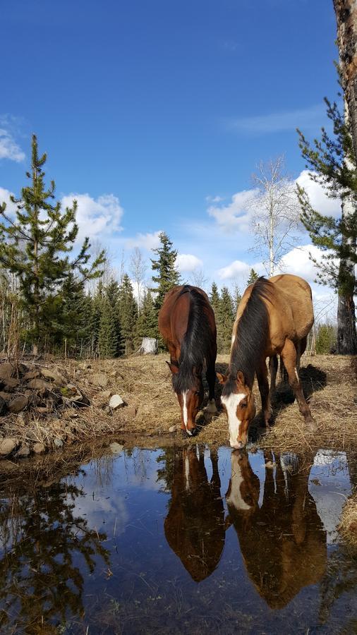 Bed and Breakfast Wettstone Guest Ranch Bridge Lake Екстер'єр фото